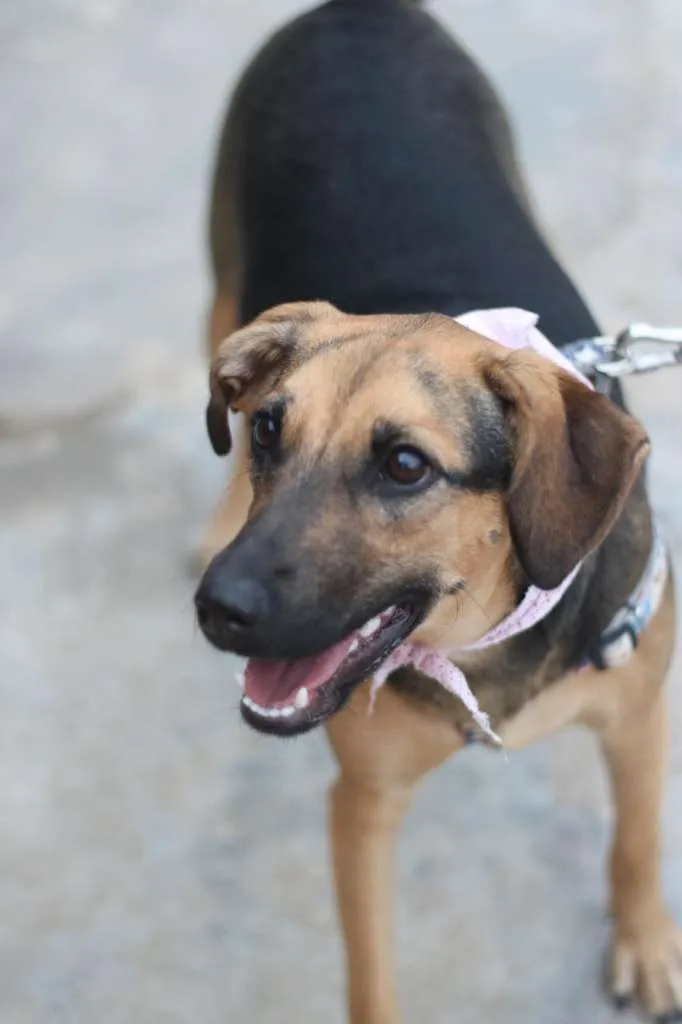 Cachorro ra a SRD-ViraLata idade 3 anos nome Bella