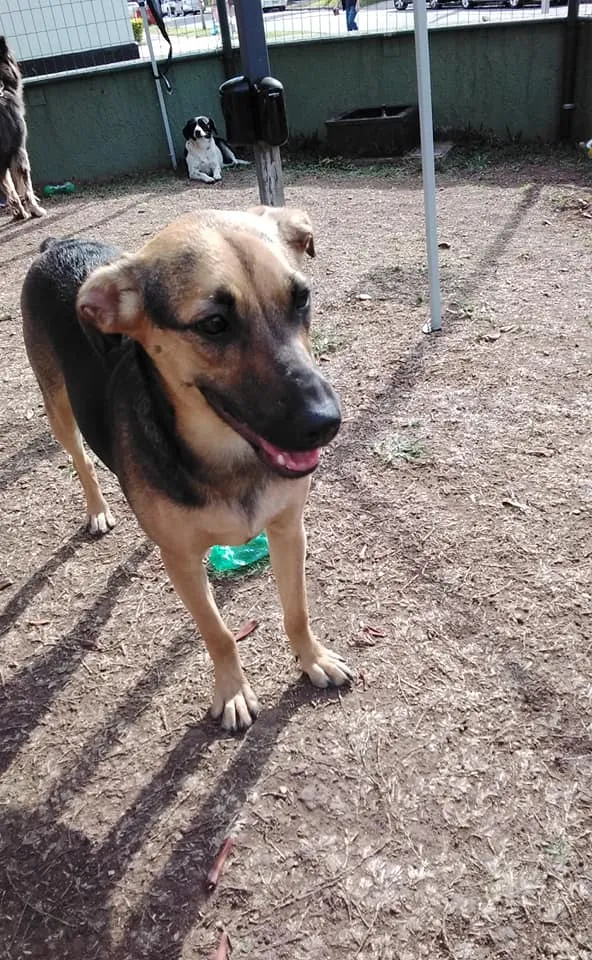 Cachorro ra a SRD-ViraLata idade 3 anos nome Bella