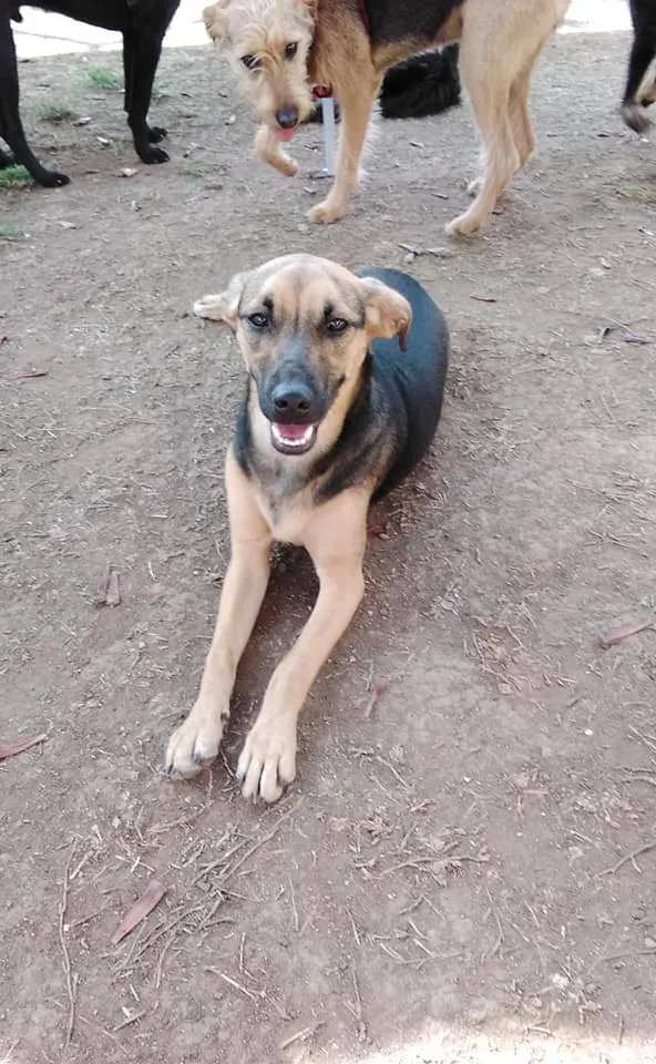 Cachorro ra a SRD-ViraLata idade 3 anos nome Bella