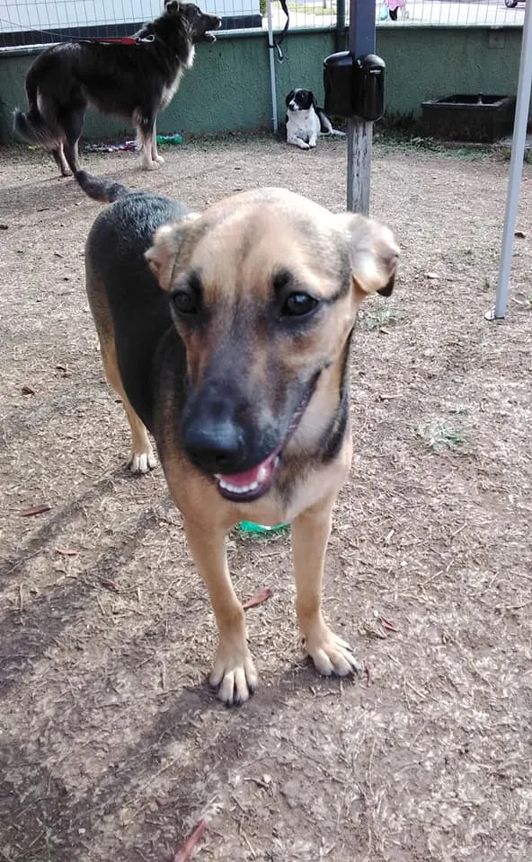 Cachorro ra a SRD-ViraLata idade 3 anos nome Bella