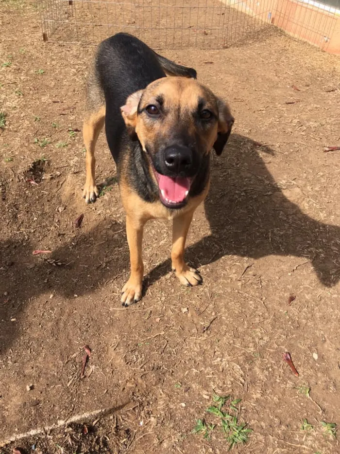 Cachorro ra a SRD-ViraLata idade 3 anos nome Bella