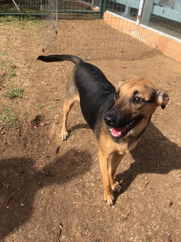 Cachorro ra a SRD-ViraLata idade 3 anos nome Bella