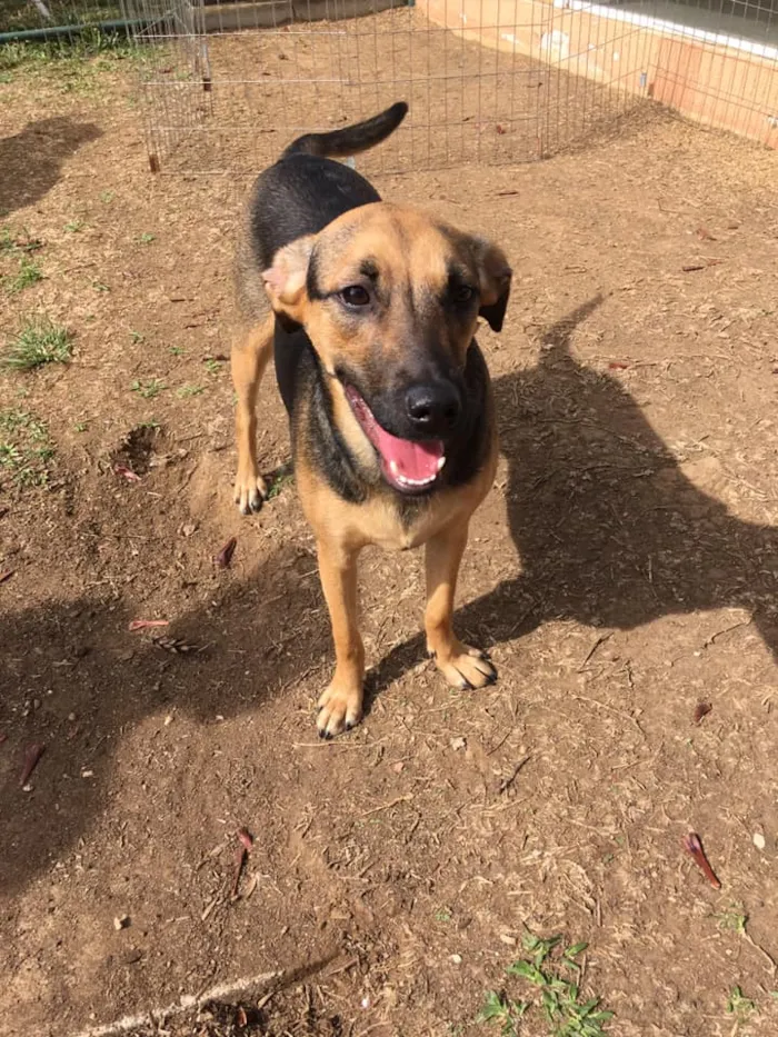 Cachorro ra a SRD-ViraLata idade 3 anos nome Bella