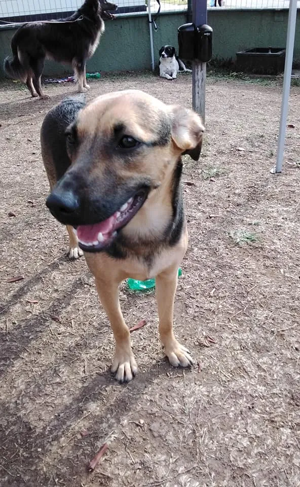 Cachorro ra a SRD-ViraLata idade 3 anos nome Bella