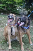 Tico e Teco