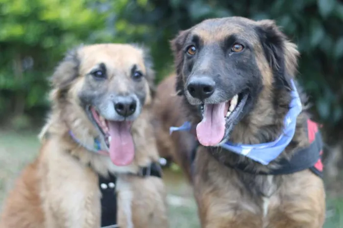Cachorro ra a srd idade 5 anos nome Tico e Teco