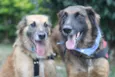 Tico e Teco