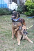 Tico e Teco