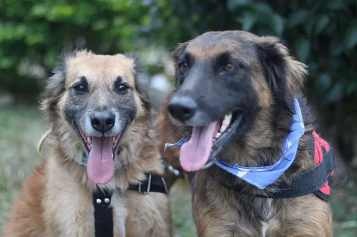 Cachorro ra a srd idade 5 anos nome Tico e Teco