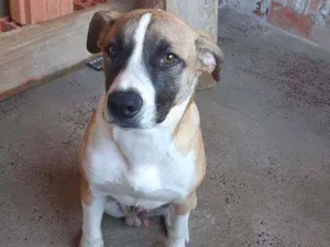 Cachorro raça Indefinida idade 7 a 11 meses nome Zheus