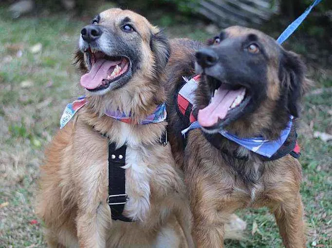 Cachorro ra a srd idade 5 anos nome Tico e Teco