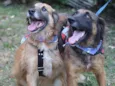 Tico e Teco