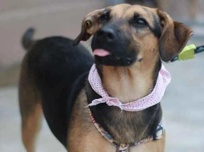 Cachorro ra a SRD-ViraLata idade 3 anos nome Bella