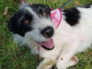 Cachorro raça Srd  idade 2 anos nome July
