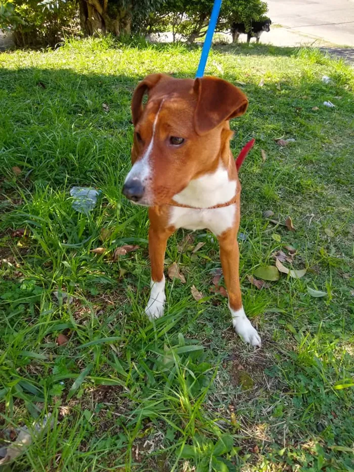 Cachorro ra a SRD idade 7 a 11 meses nome Sherlock