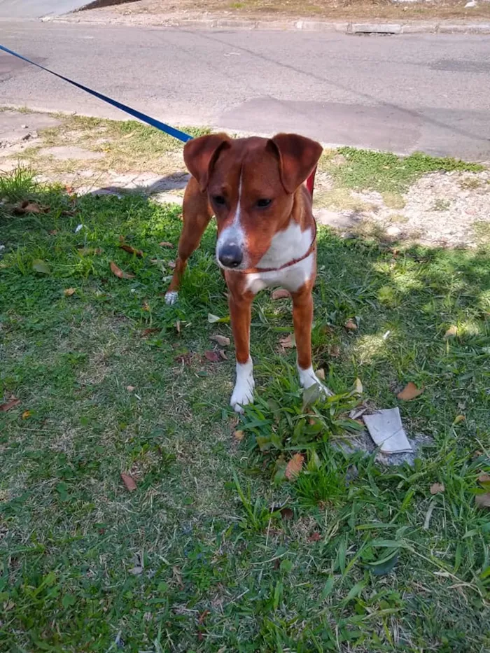Cachorro ra a SRD idade 7 a 11 meses nome Sherlock