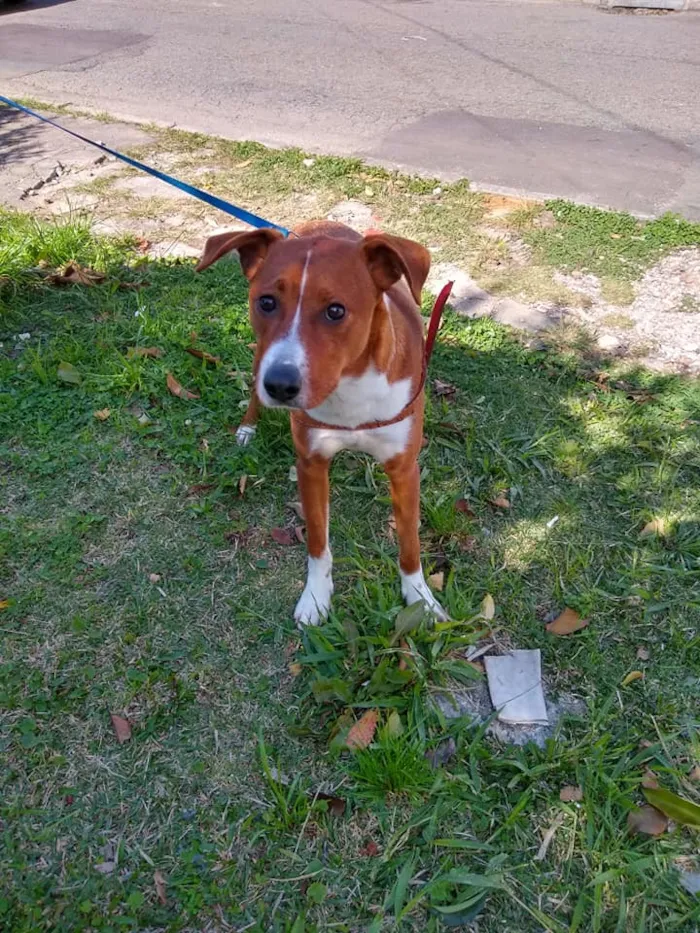 Cachorro ra a SRD idade 7 a 11 meses nome Sherlock