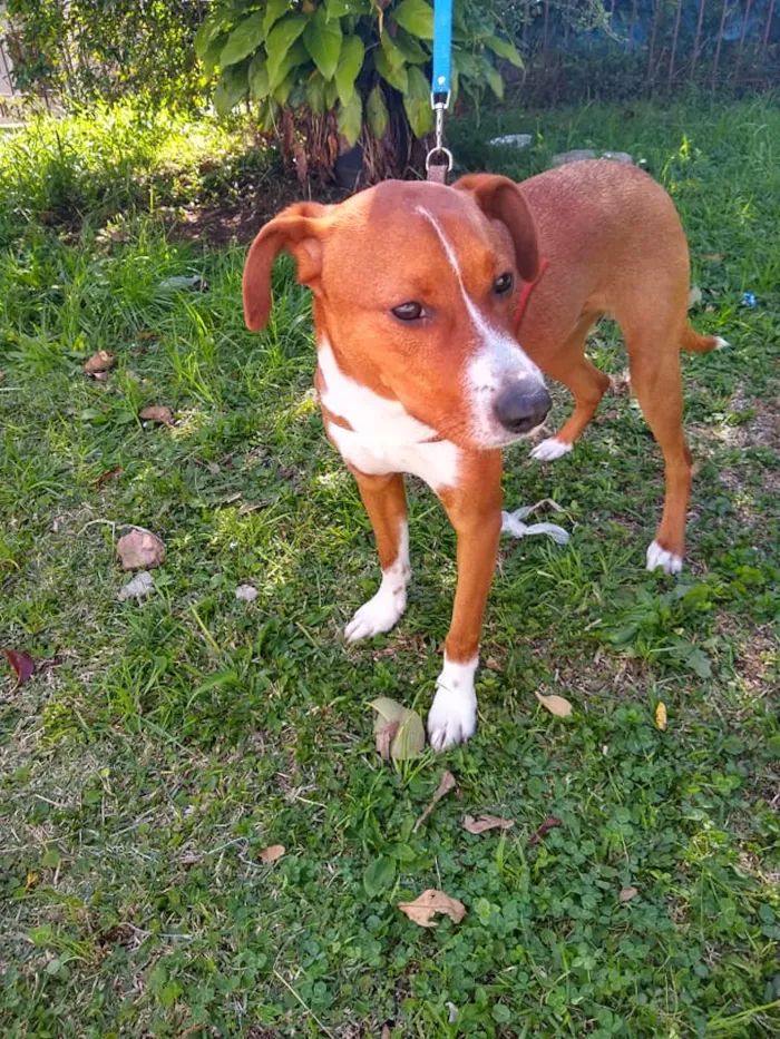 Cachorro ra a SRD idade 7 a 11 meses nome Sherlock