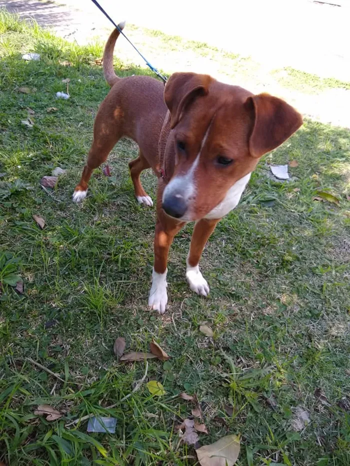 Cachorro ra a SRD idade 7 a 11 meses nome Sherlock