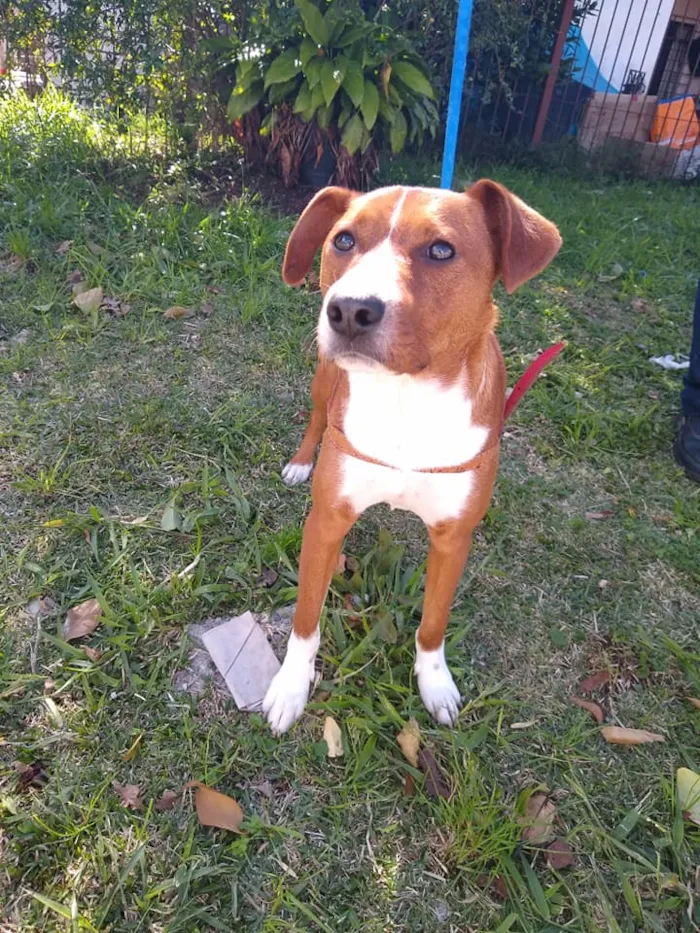 Cachorro ra a SRD idade 7 a 11 meses nome Sherlock