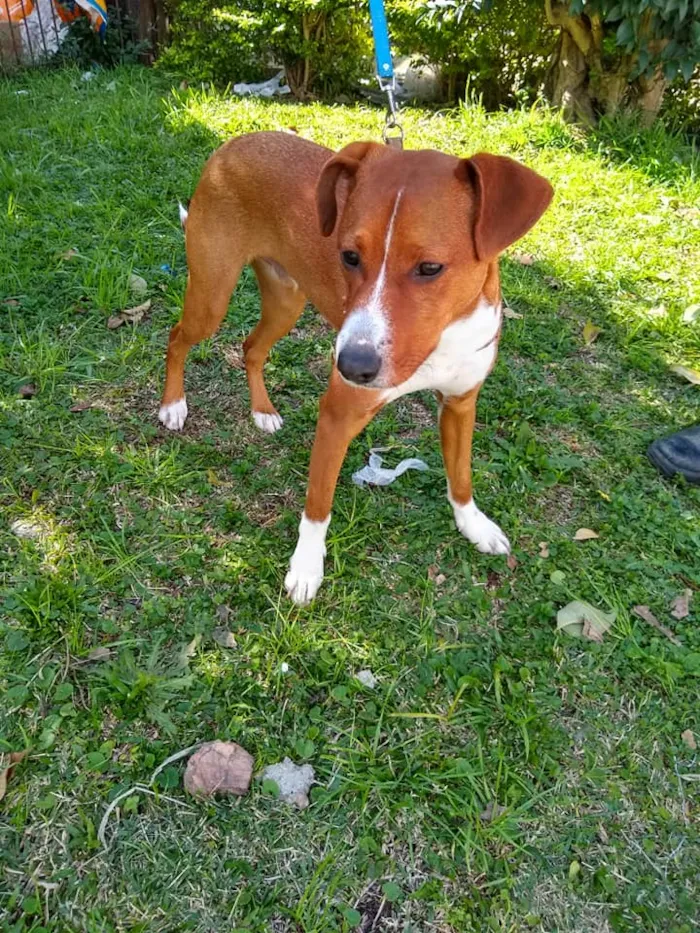 Cachorro ra a SRD idade 7 a 11 meses nome Sherlock