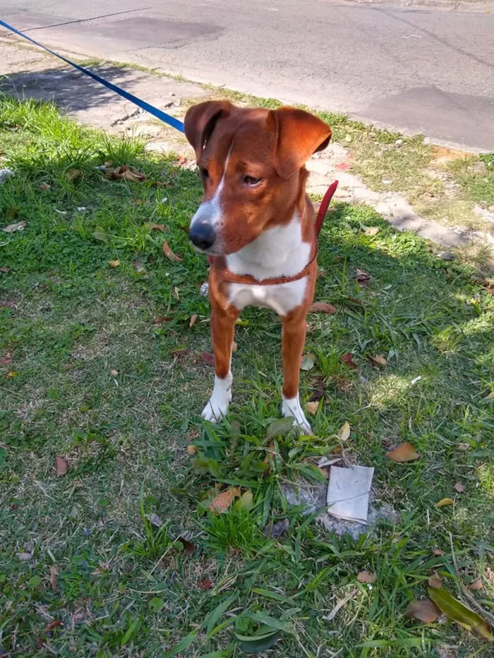 Cachorro ra a SRD idade 7 a 11 meses nome Sherlock