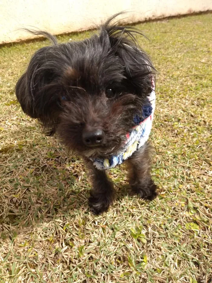 Cachorro ra a SRD idade 5 anos nome Cisco