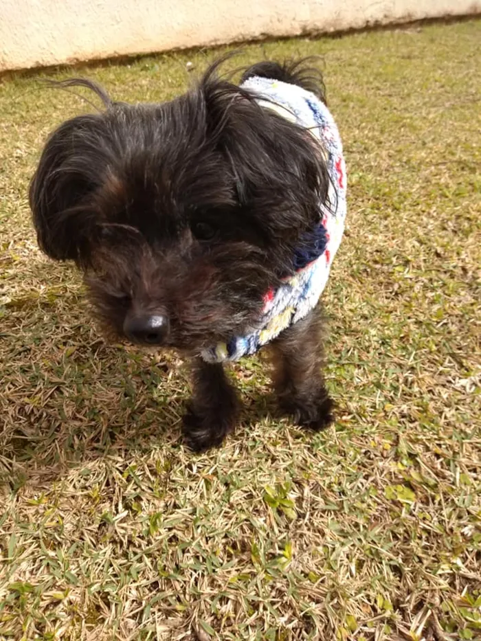 Cachorro ra a SRD idade 5 anos nome Cisco