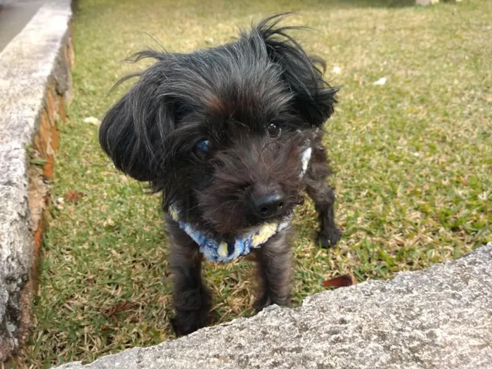 Cachorro ra a SRD idade 5 anos nome Cisco