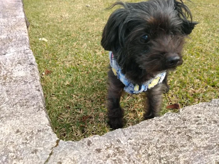 Cachorro ra a SRD idade 5 anos nome Cisco
