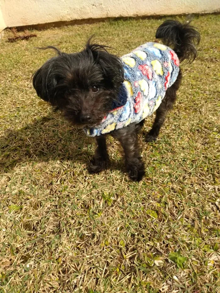 Cachorro ra a SRD idade 5 anos nome Cisco