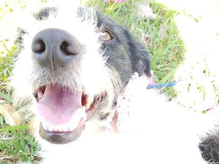 Cachorro ra a Srd  idade 2 anos nome July