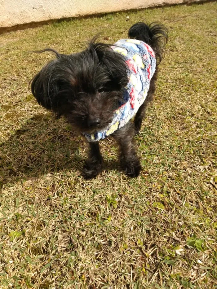 Cachorro ra a SRD idade 5 anos nome Cisco