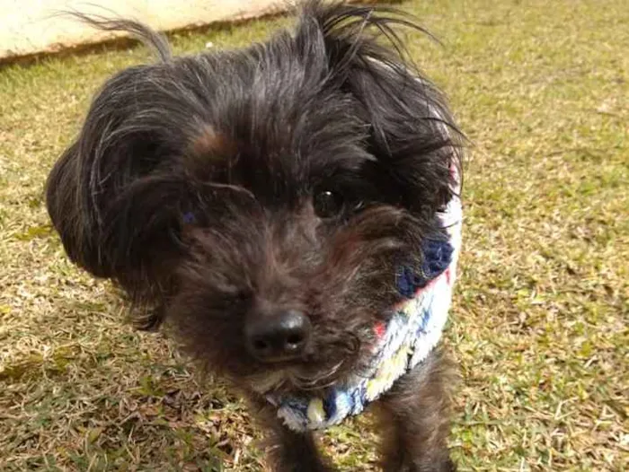 Cachorro ra a SRD idade 5 anos nome Cisco