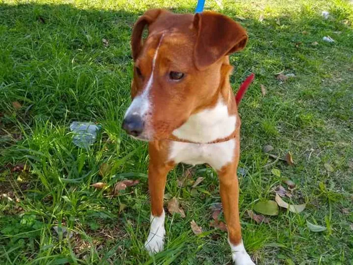 Cachorro ra a SRD idade 7 a 11 meses nome Sherlock