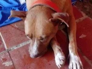 Cachorro raça Pitbul com raça ñ definida idade Abaixo de 2 meses nome Pitlatas