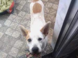 Cachorro raça Vira lata idade 7 a 11 meses nome Kiara