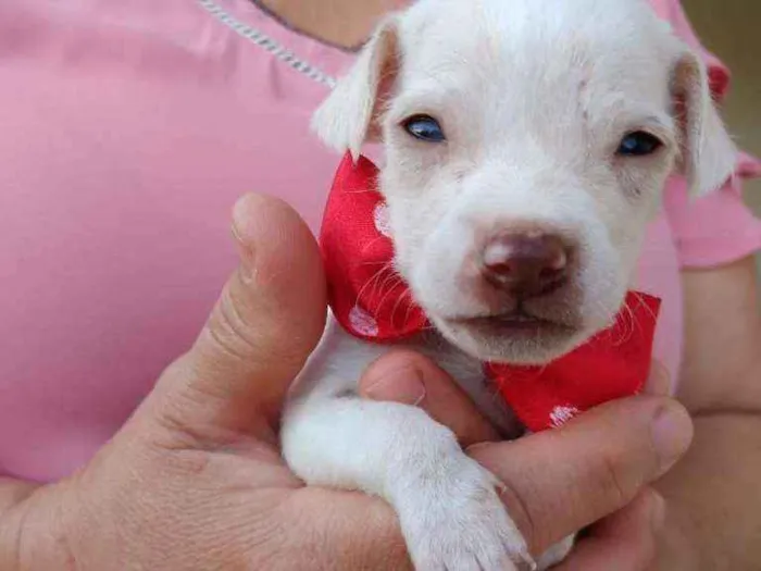 Cachorro ra a Sem raça  idade 2 a 6 meses nome Não tem nome 