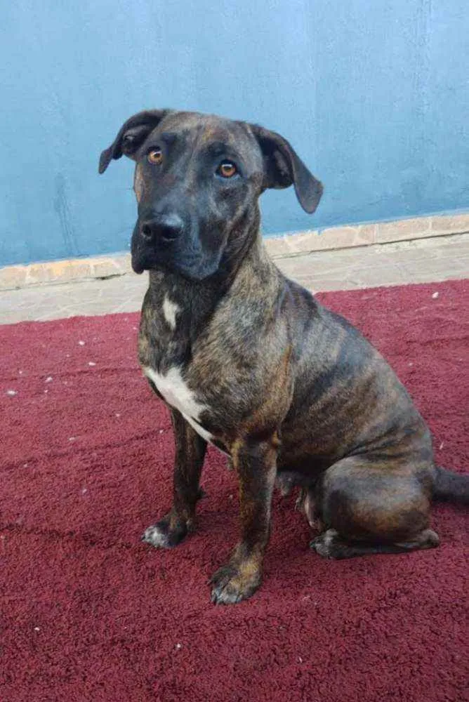Cachorro ra a SRD idade 2 anos nome Carlota