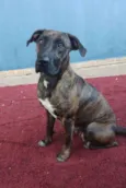Carlota