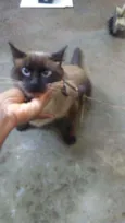 Romel
