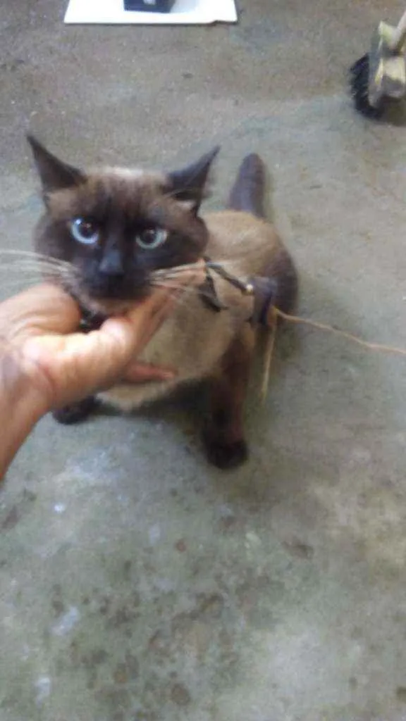 Gato raça Siamês  idade 3 anos nome Romel