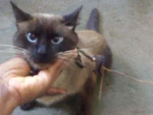 Gato raça Siamês  idade 3 anos nome Romel