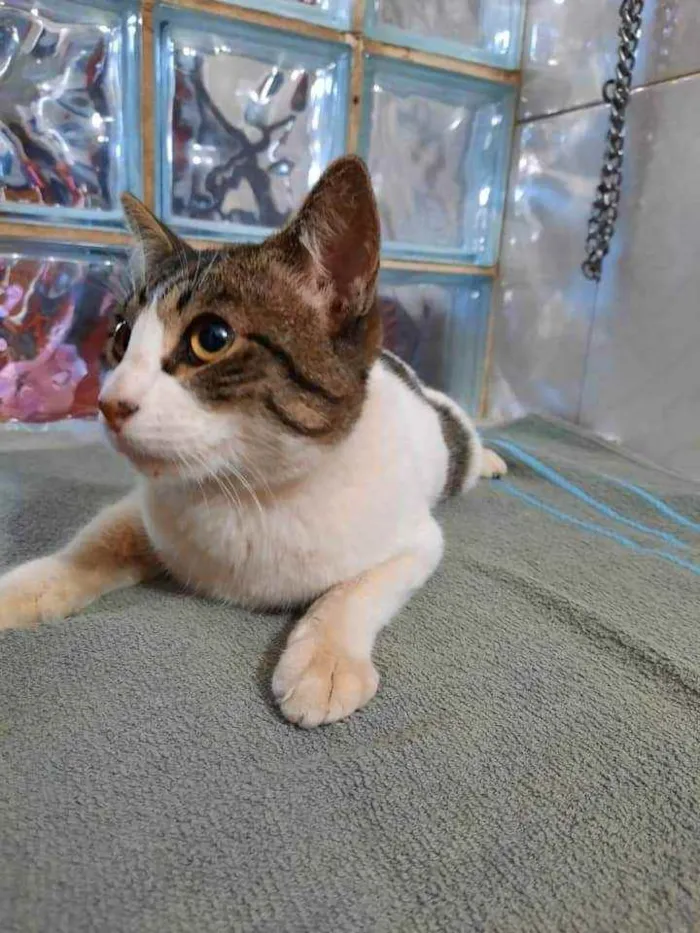 Gato ra a SRD idade 1 ano nome Frederico