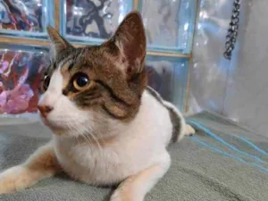 Gato raça SRD idade 1 ano nome Frederico