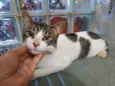 Frederico