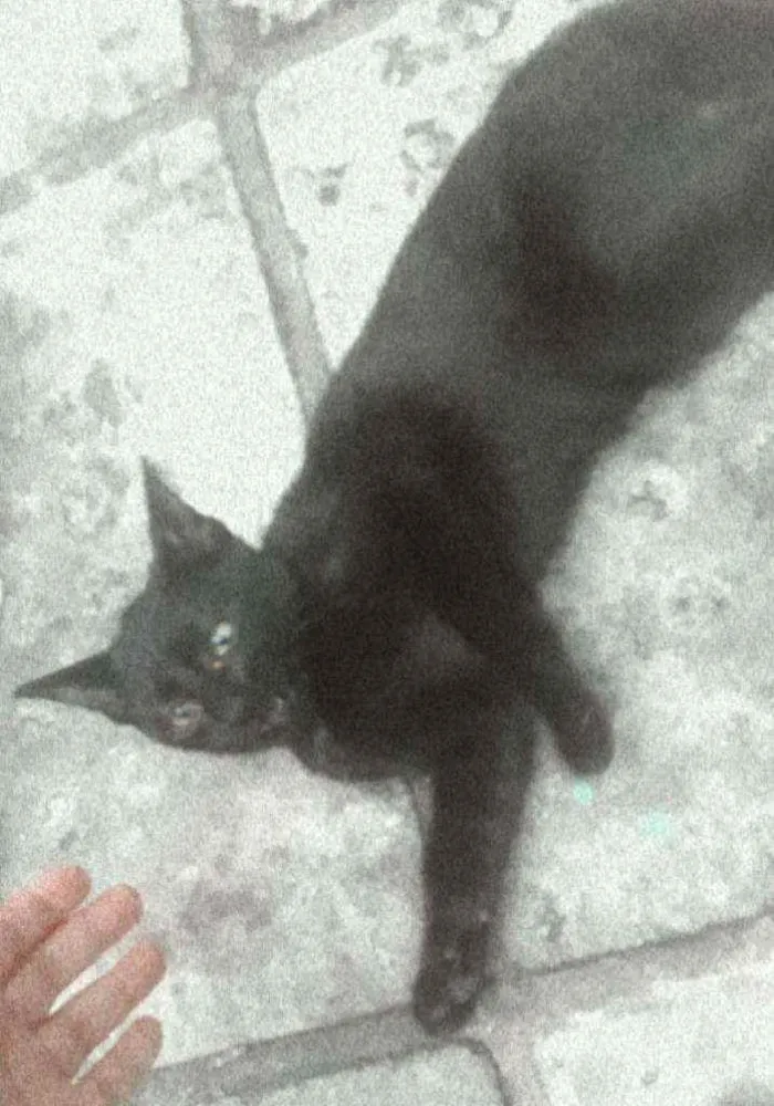 Gato ra a Um preto  idade 2 a 6 meses nome Eurico 