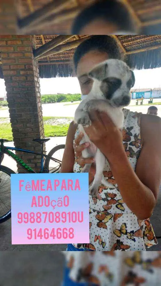 Gato raça Vira latas idade 2 a 6 meses nome Dora
