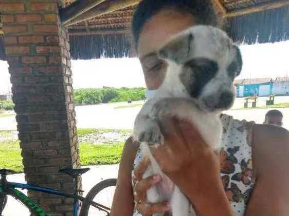 Gato raça Vira latas idade 2 a 6 meses nome Dora