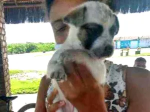 Gato raça Vira latas idade 2 a 6 meses nome Dora